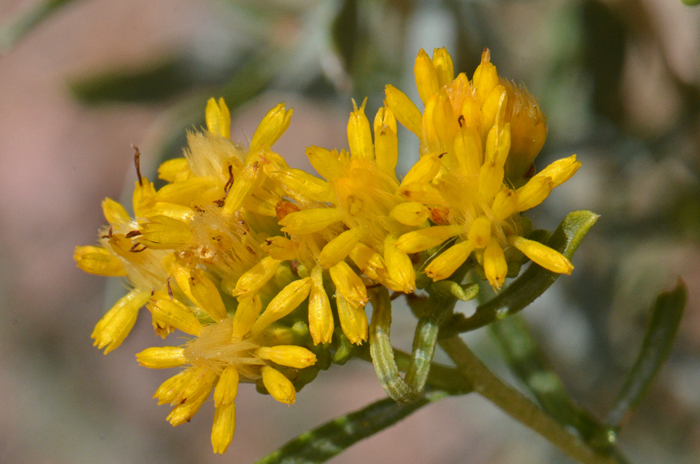 Rusby's Goldenbush has Yellow disk florets only; numerous flower heads (20 plus) on tips of stems; fruit a cypsela. Isocoma rusbyi Rusby's Goldenbush has Yellow disk florets only; numerous flower heads (20 plus) on tips of stems; fruit a cypsela. Isocoma rusbyi